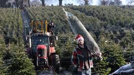 Christmas trees ‘from forest to front door’: Growers foresee bumper season after top growing conditions